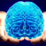 human brain featured image